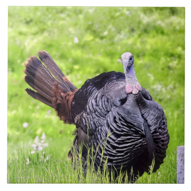 Azulejo Cierre de Turquía masculina (Frente)
