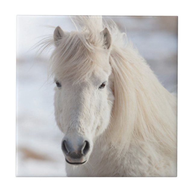 Azulejo Cierre de un caballo islandés blanco (Frente)