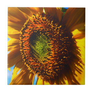 Azulejo Cierre de un girasol