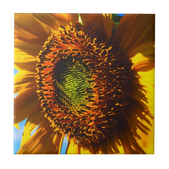 Azulejo Cierre de un girasol (Frente)