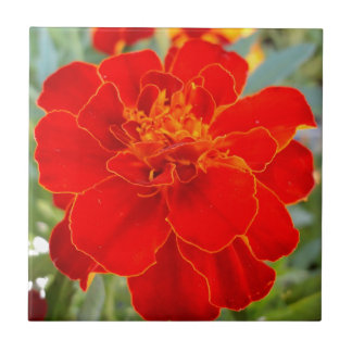 Azulejo Cierre rojo de la flora del verano de la flor de
