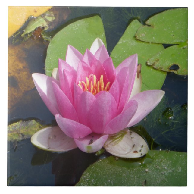 Azulejo Cierre rosado del lirio de agua encima de las (Frente)