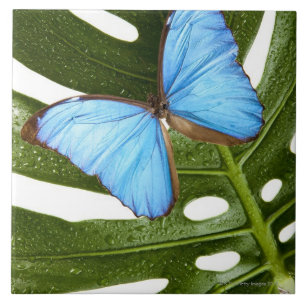 Azulejo Ciérrese para arriba de una mariposa azul de