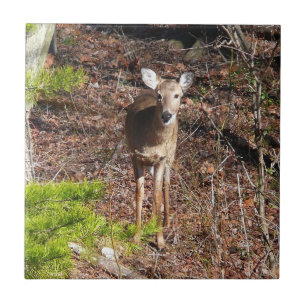 Azulejo Ciervo Adorable en la Naturaleza Fotografía de Bos