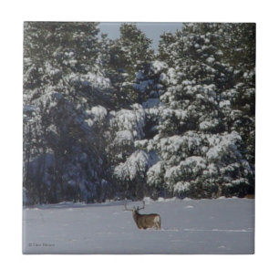 Azulejo Ciervo Mula Macho D17 en Árboles de Abeto Nevados