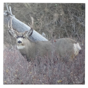 Azulejo Ciervo Mula Macho D32