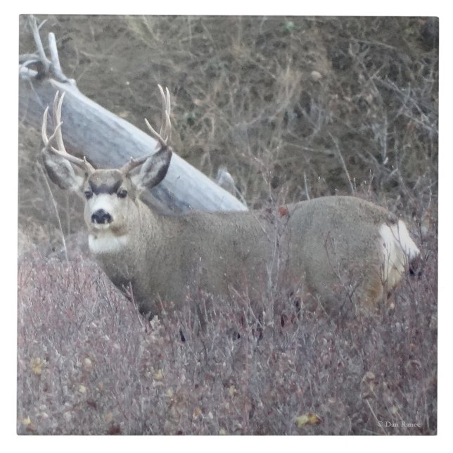 Azulejo Ciervo Mula Macho D32 (Frente)