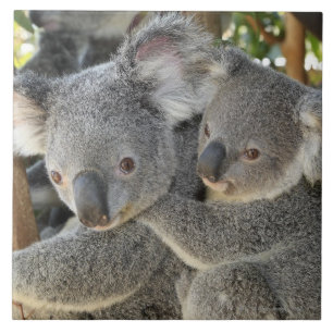Azulejo Cinereus Queensland del Phascolarctos de la koala.