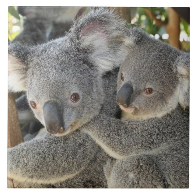 Azulejo Cinereus Queensland del Phascolarctos de la koala. (Frente)