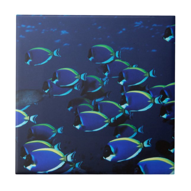 Azulejo Cirujano azul en polvo para escuela (Frente)