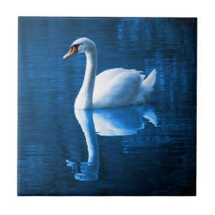 Azulejo cisne blanco bonito flotando en un lago azul