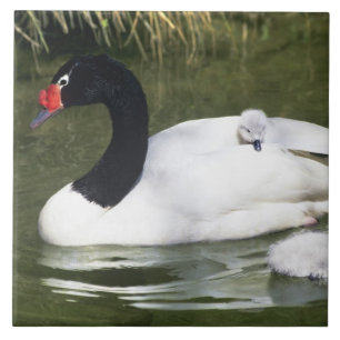 Azulejo Cisne de cuello negro adulto y crías en el agua.