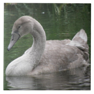 Azulejo Cisne elegante en la cubierta del agua