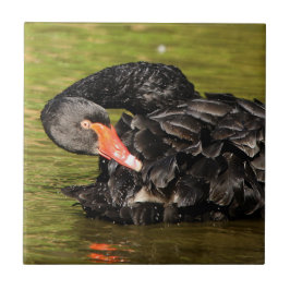 Azulejo Cisne negro en el estanque