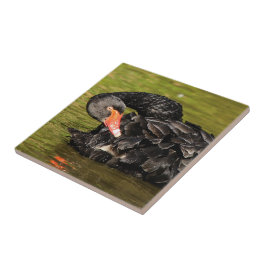 Azulejo Cisne negro en el estanque