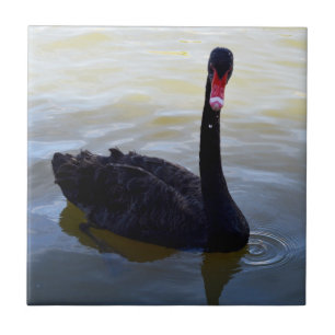 Azulejo Cisne Negro Nadando En El Río,