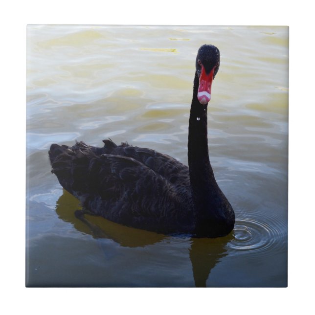 Azulejo Cisne Negro Nadando En El Río, (Frente)