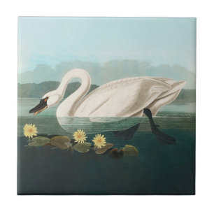 Azulejo cisnes de agua blanca de cisne audubon