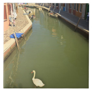 Azulejo Cisnes en canal, Isla de Burano, Venecia, Italia