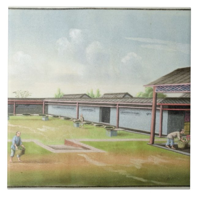 Azulejo Clasificando las pequeñas hojas para secarse (w/c (Frente)