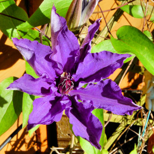 AZULEJO CLEMATIS