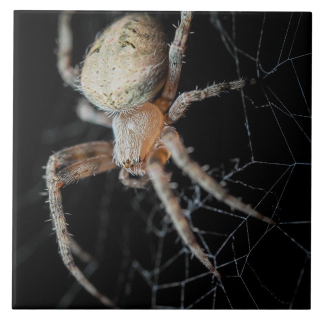Azulejo Close-Wonder: La araña de los jardines europeos (Frente)