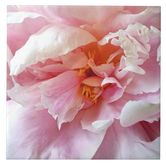 Azulejo Closeup of Pale Pink Peonies (Frente)