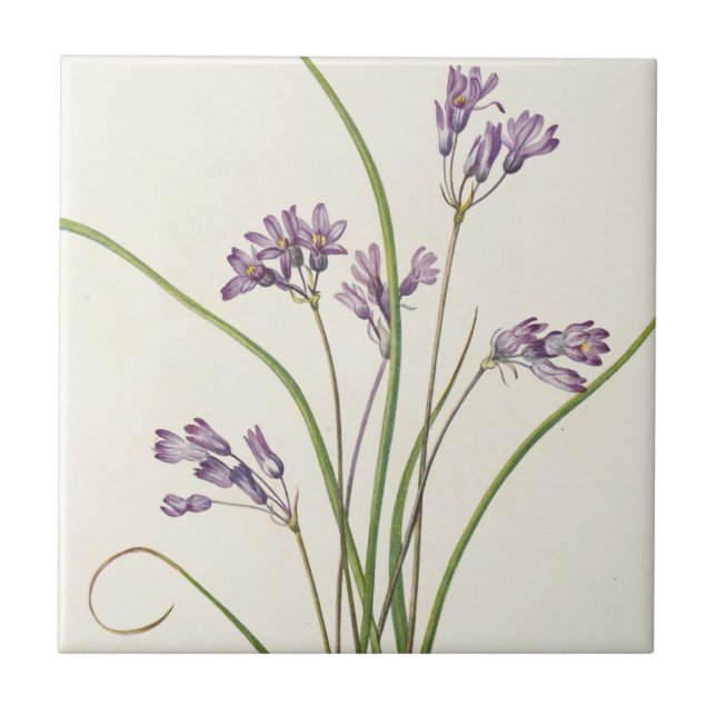 Azulejo Clusterlily por Mary Vaux Walcott (Frente)