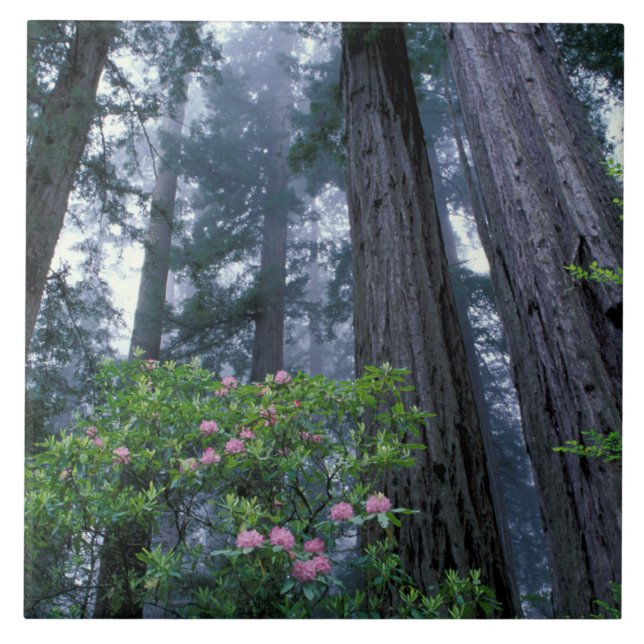 Azulejo Coast Redwoods and Rhododendrons (Frente)