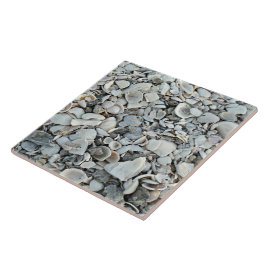 Azulejo Coastal Shells Shore Tile