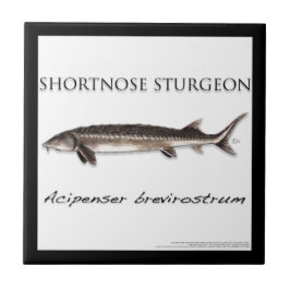 Azulejo COASTER - STURGEON FISH SHORTNOSE - acigifts@yahoo