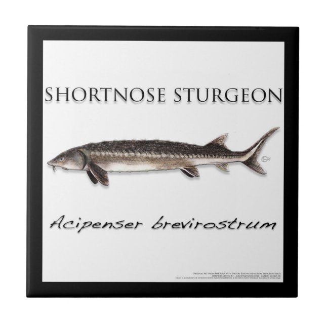Azulejo COASTER - STURGEON FISH SHORTNOSE - acigifts@yahoo (Frente)