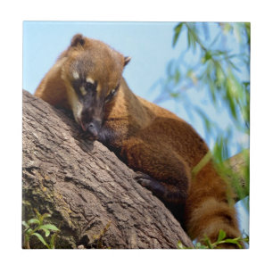 Azulejo Coati sudamericana en un árbol