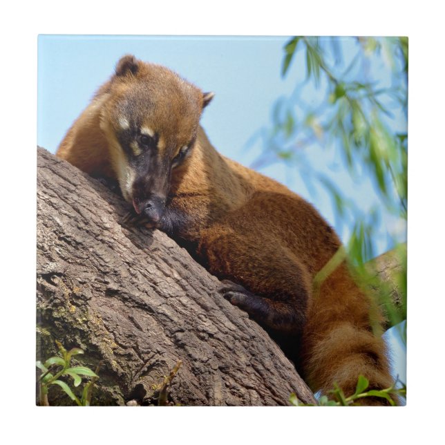 Azulejo Coati sudamericana en un árbol (Frente)