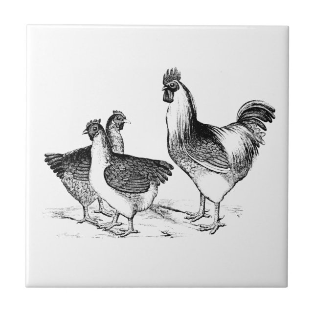 Azulejo Cocina de animales de pollo rústicos de granja (Frente)