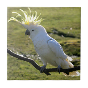 Azulejo Cockatoo Azufre-Con cresta en Australia