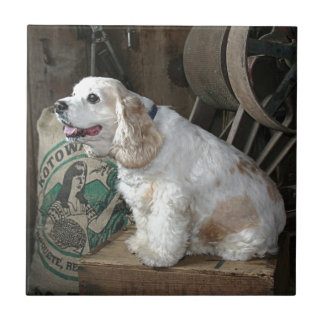 Azulejo Cocker spaniel