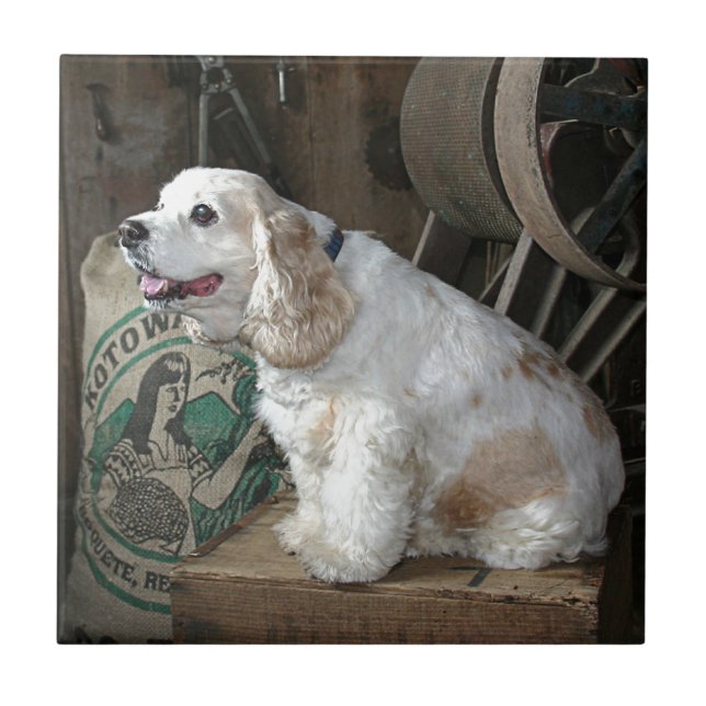 Azulejo Cocker spaniel (Frente)