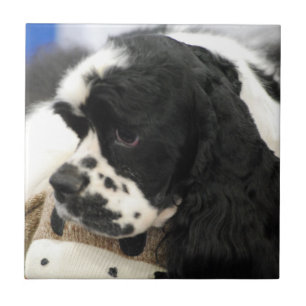 Azulejo Cocker spaniel blanco y negro Trivet