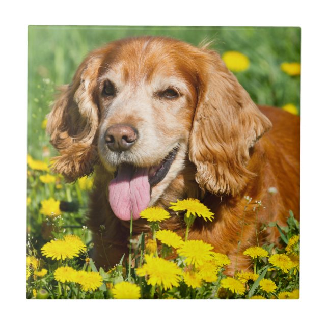 Azulejo Cocker spaniel en flores amarillas (Frente)