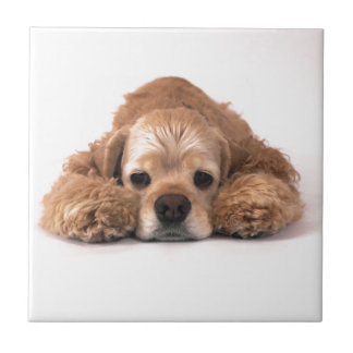 Azulejo Cocker spaniel lindo