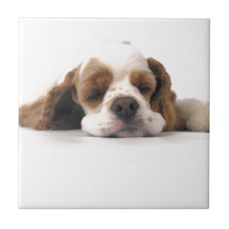 Azulejo Cocker spaniel rojo/blanco el dormir