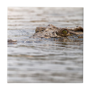 Azulejo Cocodrilo del Nilo