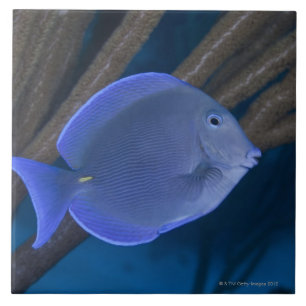 Azulejo Coeruleus del Acanthurus con el mar