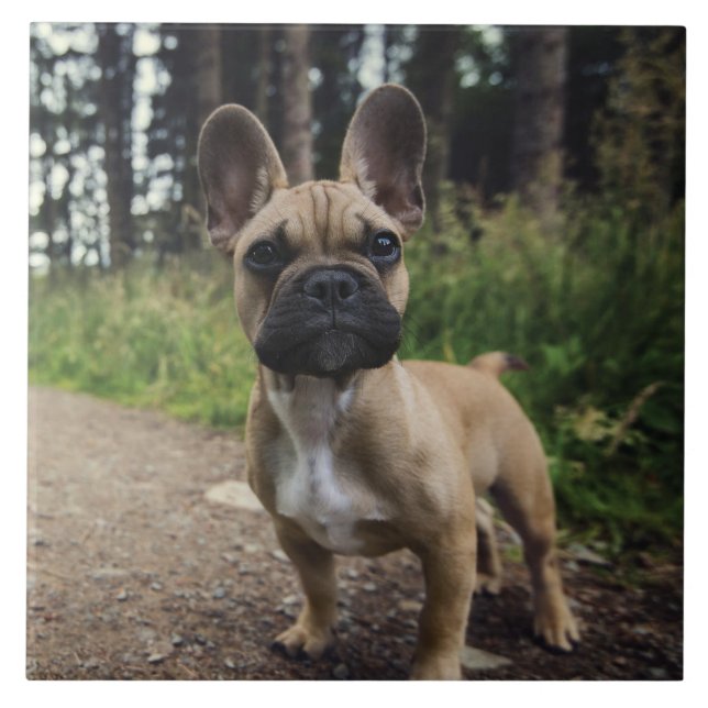 Azulejo Cojín decorativo Bulldog francés (Frente)