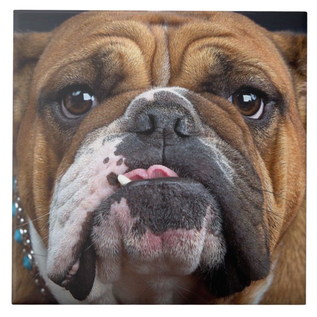 Azulejo Cojín decorativo de Bulldog inglés (Frente)