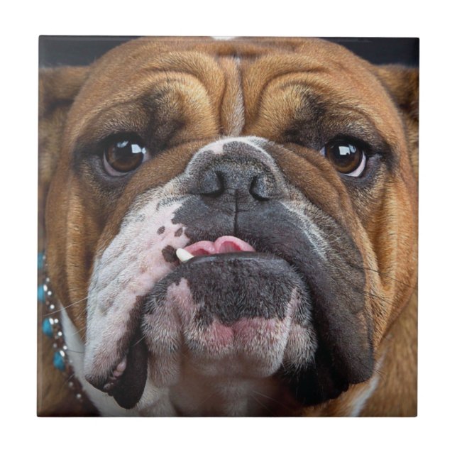 Azulejo Cojín decorativo de Bulldog inglés (Frente)