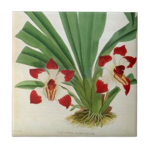Azulejo Colección Pescatorea Klabochurum Orchid Lindenia