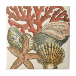 Azulejo Colección Sealife