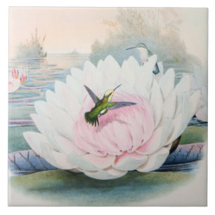 Azulejo Colibrí Chlorostilbon Portmanni por Gould